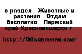  в раздел : Животные и растения » Отдам бесплатно . Пермский край,Красновишерск г.